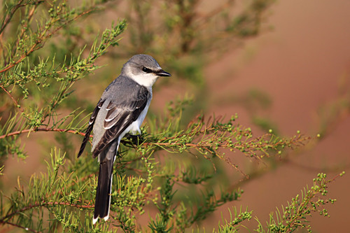 绣眼鸟疾病 绣眼鸟的疾病需要防治的方法