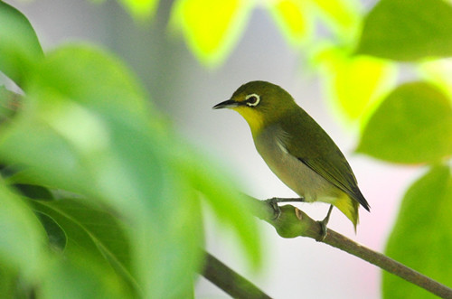 绣眼鸟换毛 绣眼鸟换羽需要注意的事项