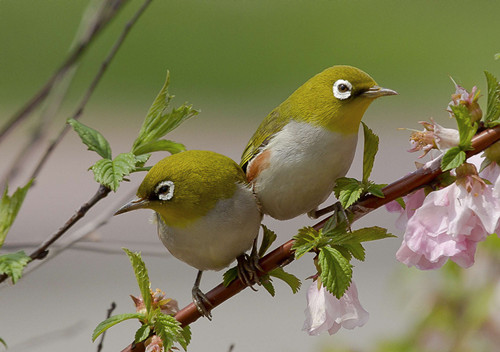 绣眼鸟的饲养方法 绣眼鸟串笼放飞驯练