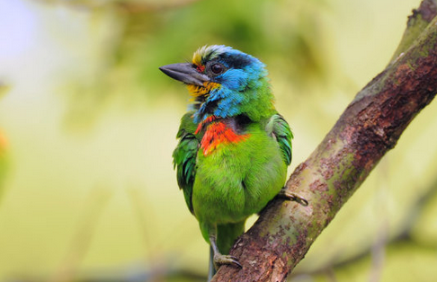 鸟类是卵生还是胎生 鸟儿是卵生而不胎生