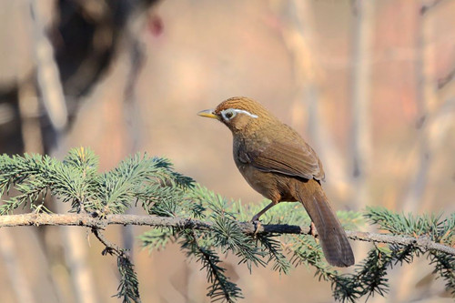 画眉鸟感冒 画眉鸟感谢需要治疗方法