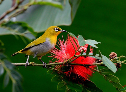 绣眼鸟饲料配方 绣眼鸟饲料配置的注意事项