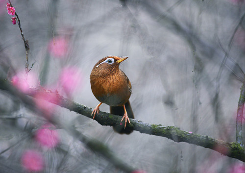 绦虫病症状 画眉鸟绦虫病需要的防治方法