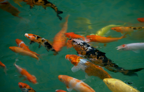 移鱼易出事故怎么办 转移鱼需要注意的问题