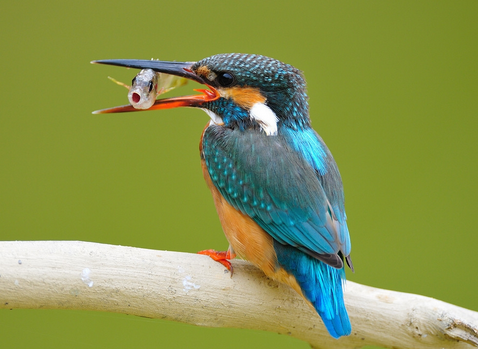 鸟儿的腿骨折了咋办 接骨后的饲养很重要