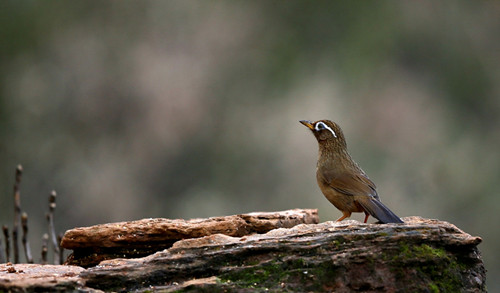 便秘怎么调理 画眉鸟便秘及厌食防治方法