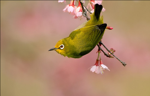 绣眼鸟怎么养 绣眼鸟的水浴和日光浴注意事项