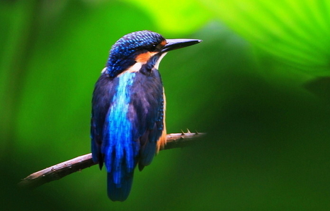 如何给鸟注射药物 注射的话药量准确见效快