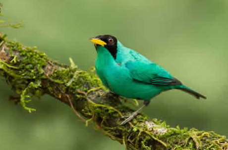 鸟传染性肿瘤病的防治 又称马力克病