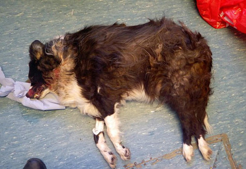 英国一男子喂食宠物狗巧克力致死 被判刑