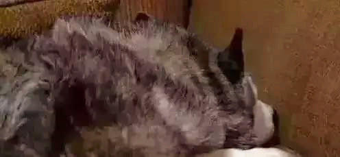 世界上唯一一只在警察局有案底的哈士奇