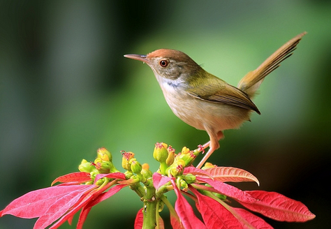 鸟啄羽症的防治 给鸟足够的营养饲料