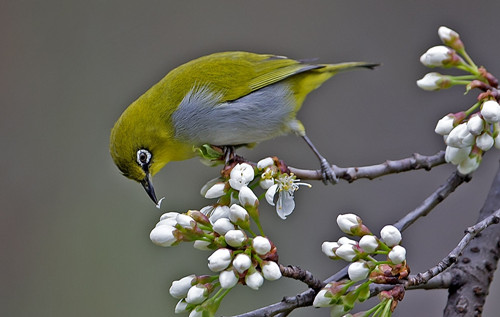 鸣唱驯练 绣眼鸟鸣唱驯练需要注意的事项