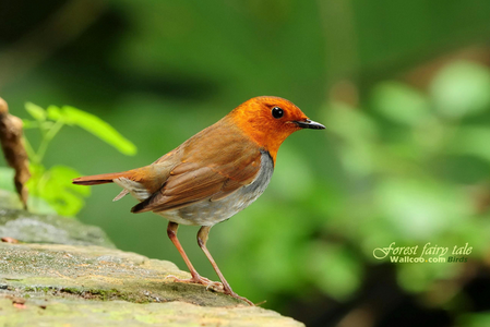 鸟类一般外伤处理方法 冷静而细心地处理