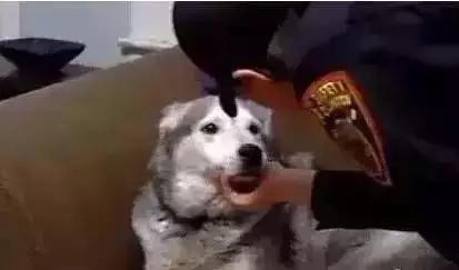 世界上唯一一只在警察局有案底的哈士奇