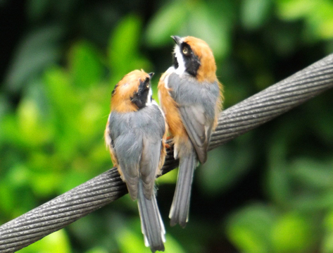 如何给鸟服药 详解4种常见的服用方法