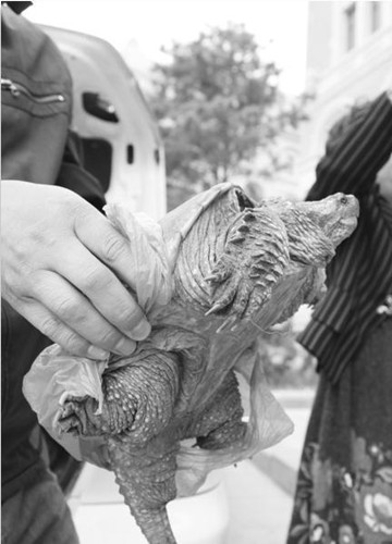 男子残忍将乌龟据成两半 乌龟临死报复