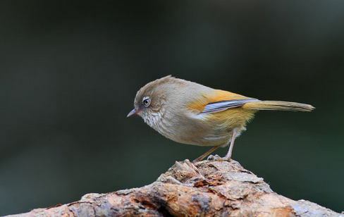 为什么鸟的卵形不一样 不同的鸟它们的卵形不同