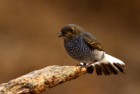 鸟儿为什么会拉屎 揭秘鸟儿为什么会随地排便