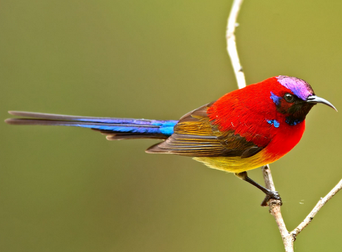 家庭养鸟需常备的药品 注意环境清洁与消毒