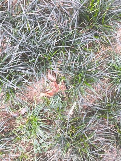 锦江区一小区 4天竟有5条狗被投毒毙命