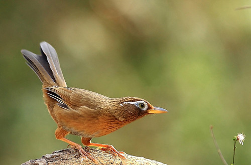 羽虱会到人身上吗 画眉鸟羽虱的防治方法