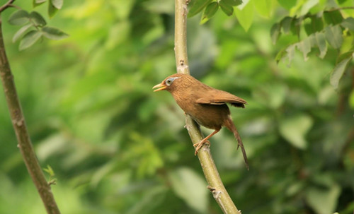 肺炎会传染吗 百灵鸟肺炎和肠炎治疗方法
