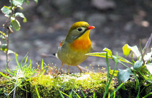 鸟类各种常见疾病 观赏鸟常见肿瘤的防治