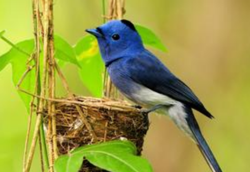 别把鸟笼挂在居室 不宜挂在居室的原因