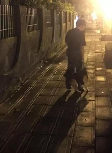 连续几天看到同一人拖着一只柴犬 真想让人心疼
