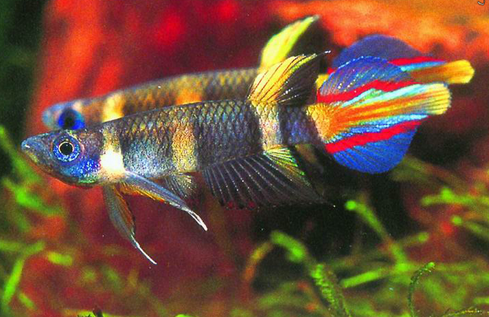 为什么鱼缸老死鱼 易致鱼死亡的4大原因