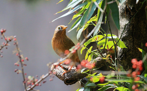 伤寒的症状 画眉鸟禽霍乱及伤寒防治方法