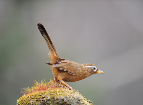 绣眼鸟的饲养 绣眼鸟驯养需要注意事项