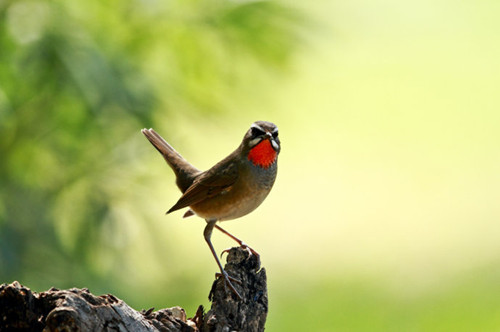 红点颏饲料配方 红点颏的饲料配置需求