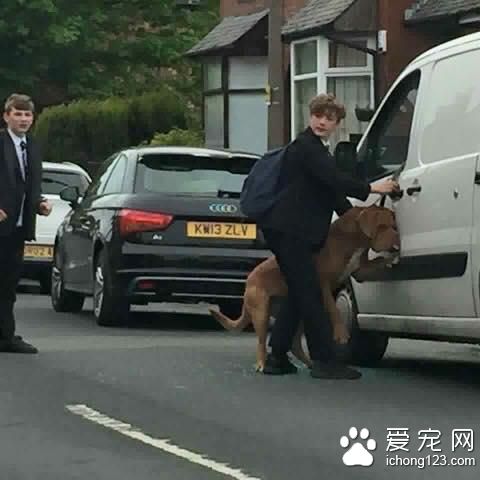 被关车内的狗 用头撞碎玻出来差点死掉