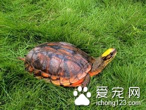 金钱龟的养殖技术 金钱龟的室内饲养注意事项