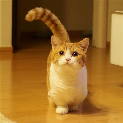 喵，我来走一个猫步~