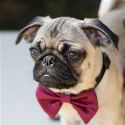 看那一脸邹起来的委屈神情！