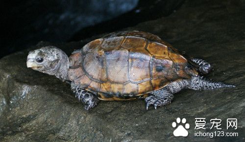 野生平胸龟 平胸龟的室内饲养需要注意事项