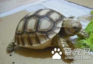 观赏龟的种类 观赏龟饲养需要的主要设施