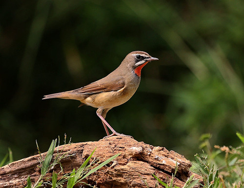 红点颏笼养 红点颏笼养选择需要注意的事项