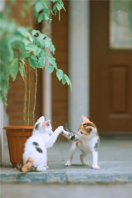 你好，我的青梅竹马……