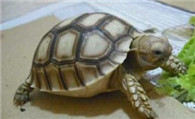 观赏龟的种类 观赏龟饲养需要的主要设施