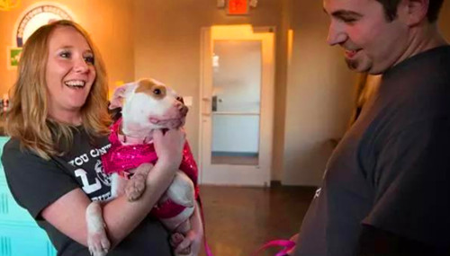 可怜狗狗被主人抛弃  一身重病引来了一群秃鹫