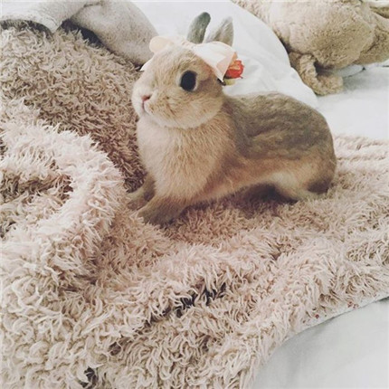 兔纸，我美不美啊？