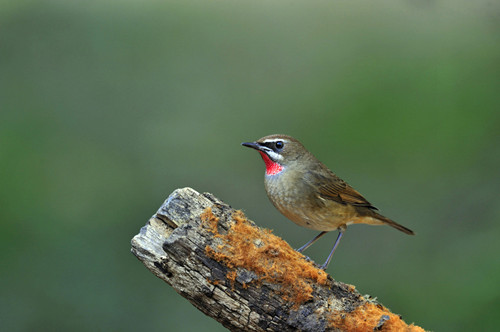 红点颏的疾病 红点颏的疾病防治注意事项