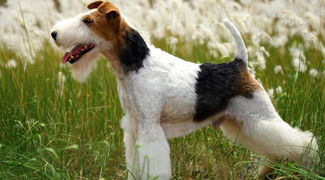 淘气顽皮但可训性非常强的刚毛猎狐梗图片图片