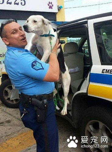 一只饱受虐待的流浪狗闯进了警局 结局出人意料