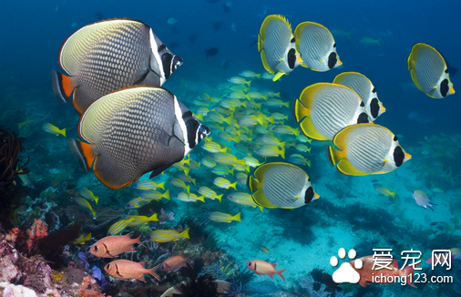 鱼缸长青苔怎么办 可以用苔克能来清除