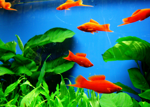 怎样让家养热带鱼长的快 注意6个方面的知识